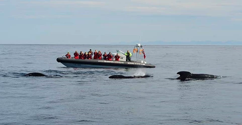 walvissen-spotten-boot
