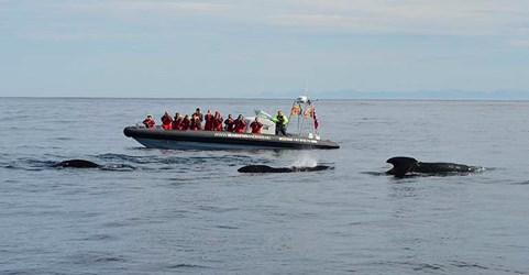 walvissen-spotten-boot