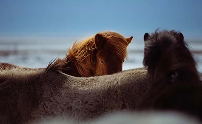 weekend-myvatn-kids-thumb