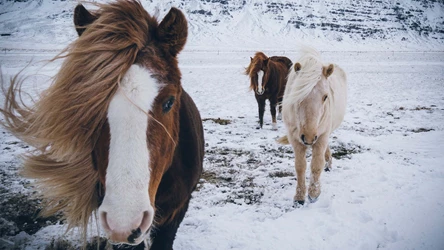 dag-tot-dag-weekend-myvatn-kids2