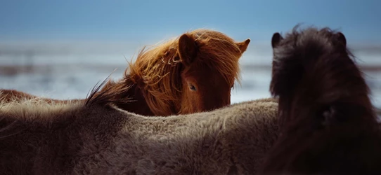 weekend-myvatn-kids-header