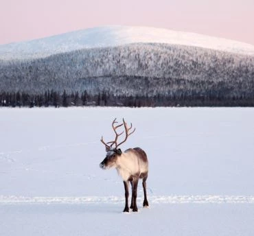 Aanbieding Lapland korting