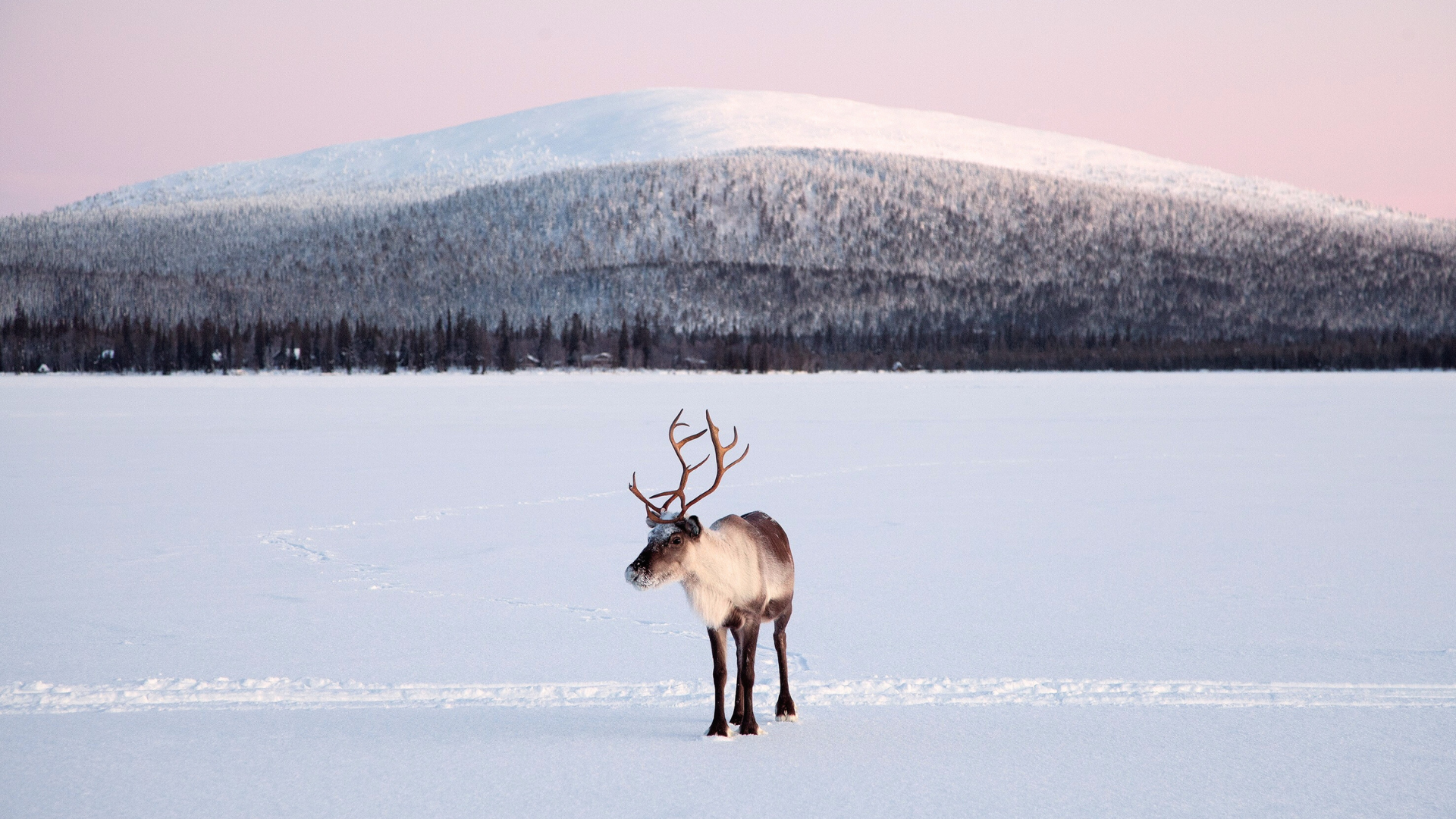 Aanbieding Lapland