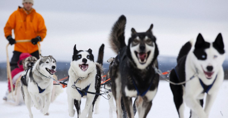 all you need is lapland