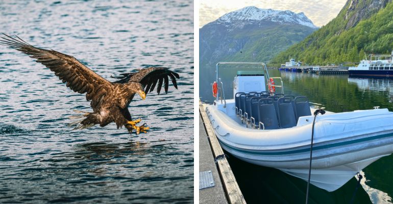 Gratis Trollfjord en zeearendsafari per RIB-boot
