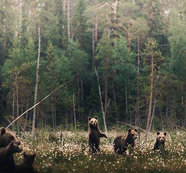 beren spotten in Scandinavie