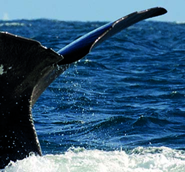 walvissen spotten in Scandinavie