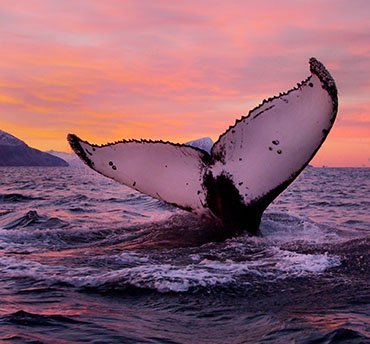 walvis spotten noorwegen