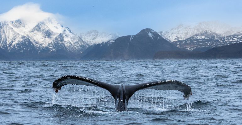 Walvis noorwegen