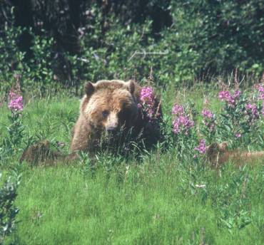 canada beren spotten