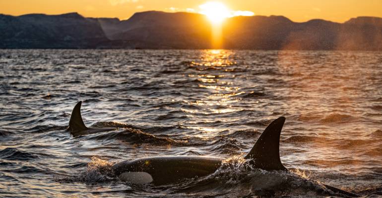 vancouver island orka's spotten