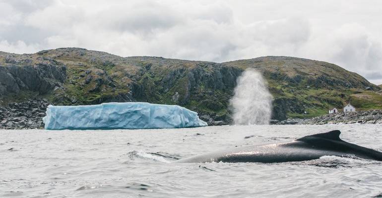 wanneer walvissen spotten in Canada