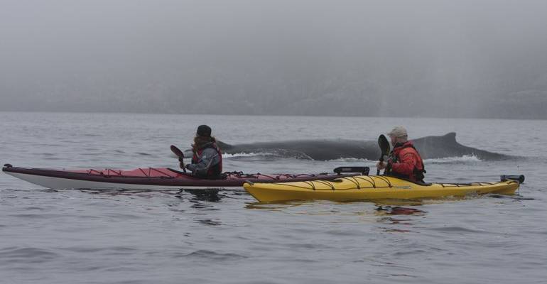 walvissen spotten met de kajak in Canada