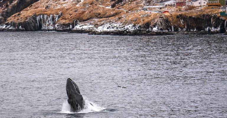 walvissen spotten Canada