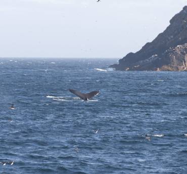 canada walvissen spotten