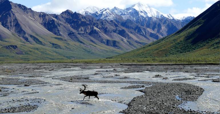 Denali National Park