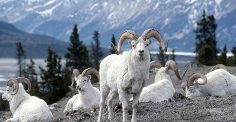 Wildlife Yukon schaap