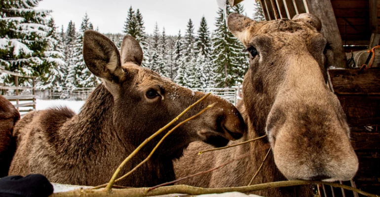 moose manor