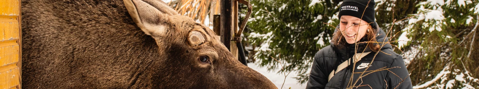 Moose Manor in Finland