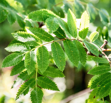 Beste reistijd Finland