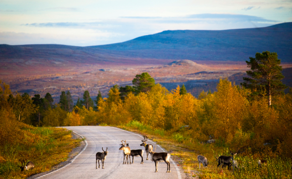 vakantie lapland zomer
