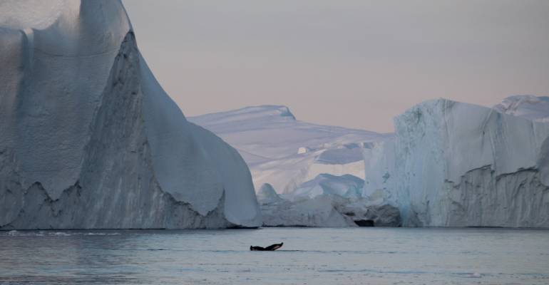 Spot walvissen in Disko Baai