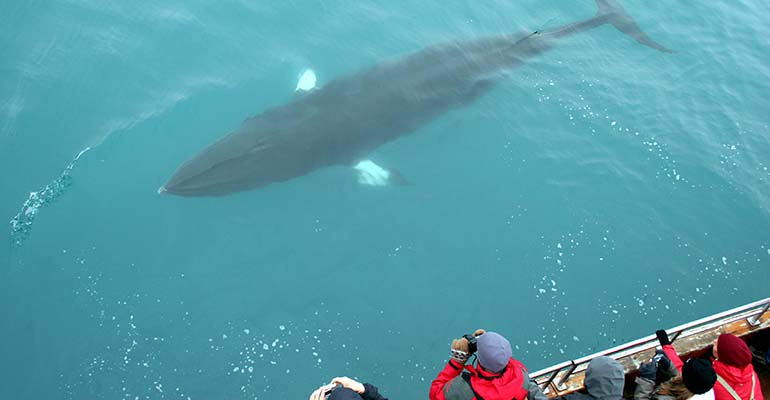 walvissen spotten in akureyri ijsland winter