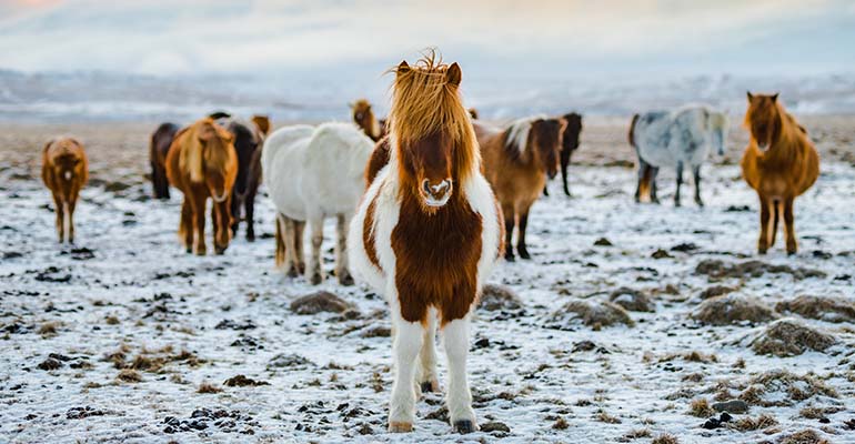 Paardrijden in Mývatn