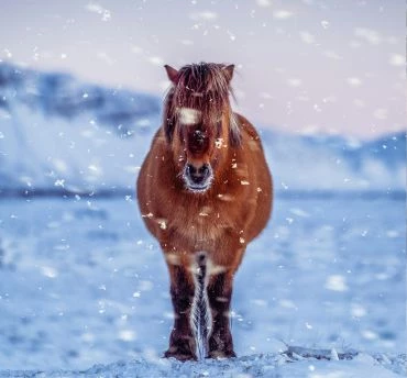 paardrijden in IJsland in de winter
