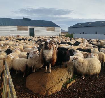 boerderijverblijf IJsland