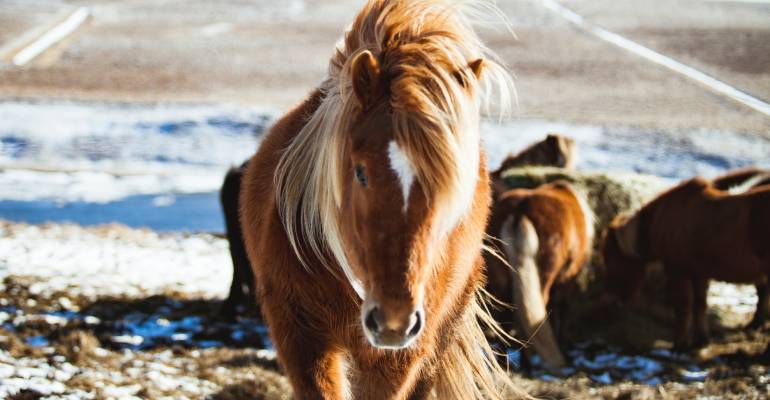 Wat is een IJslands paard