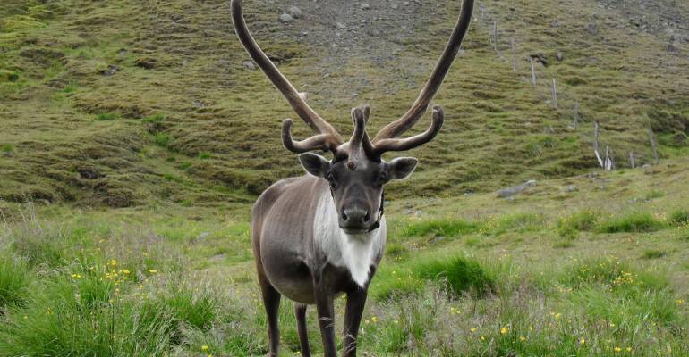 rendieren in ijsland