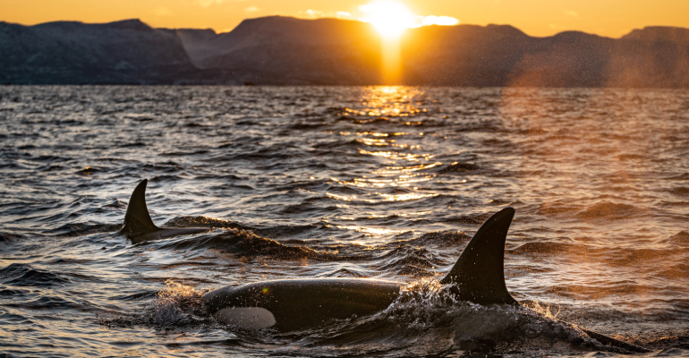orka's spotten in IJsland