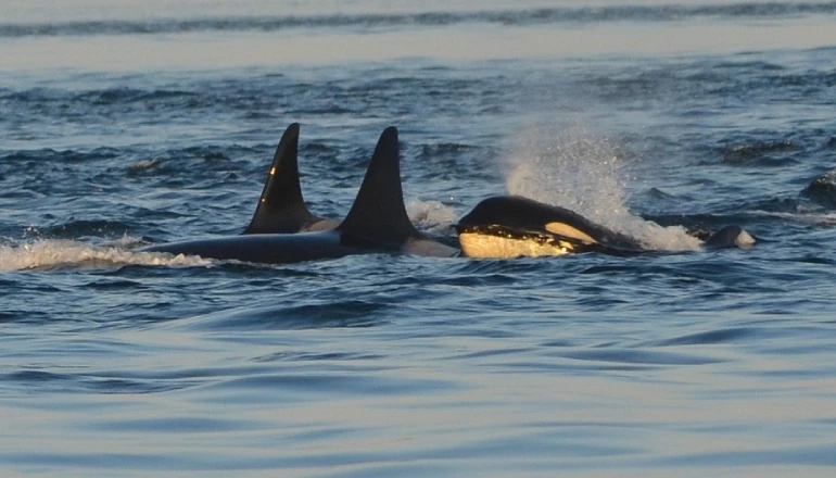 Waar orka spotten in IJsland