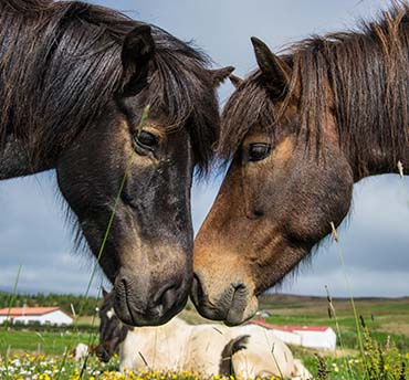 dierenwelzijn in noord-europa