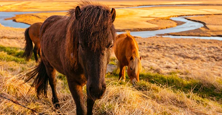 Paardrijden in het zuiden van IJsland vlakbij Reykjavik