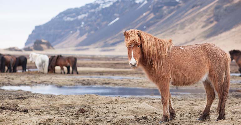 Paardrijden in de Westfjorden