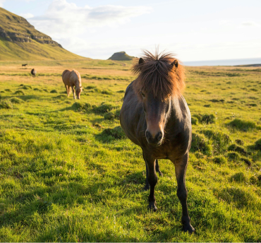 Paardrijden IJsland