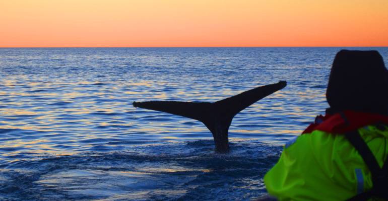 Walvissen spotten in IJsland