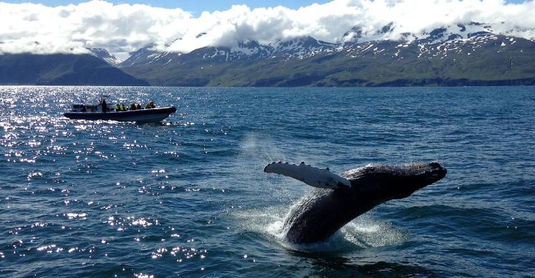 Walvissen spotten in IJsland