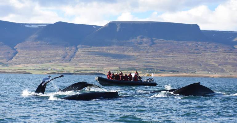 Walvissen spotten in IJsland
