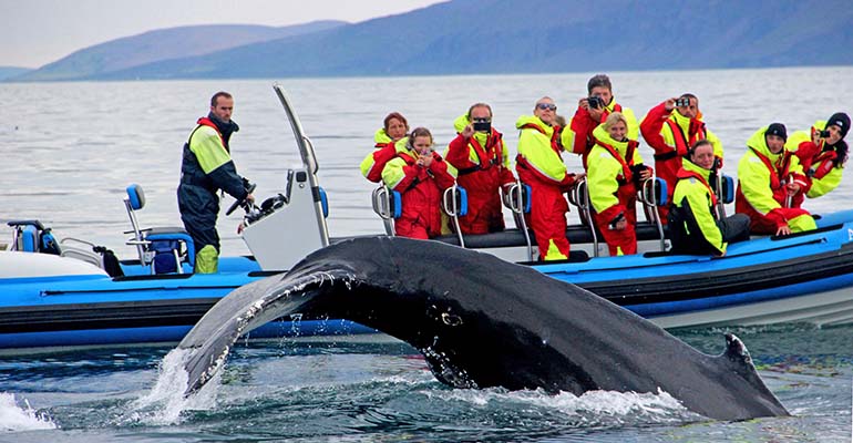 hoe spot je walvissen in ijsland