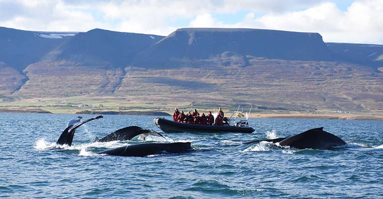 soorten walvissen IJsland