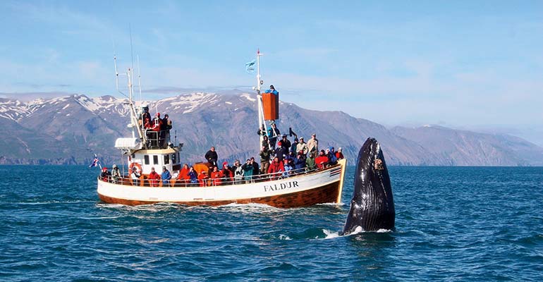 waar spot je walvissen in IJsland