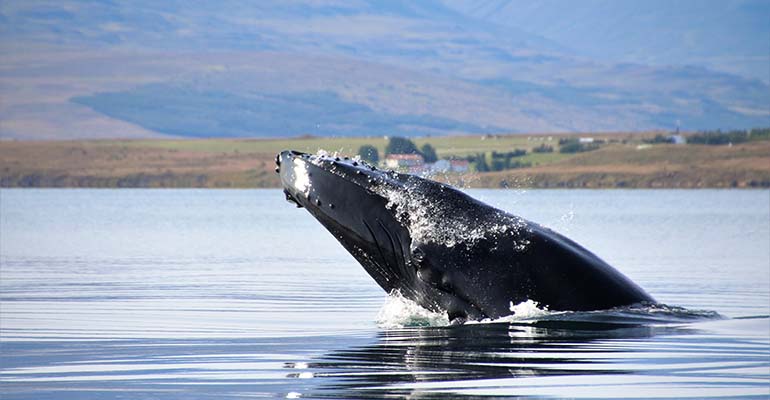 beste reistijd om walvissen en orka's te spotten in IJsland