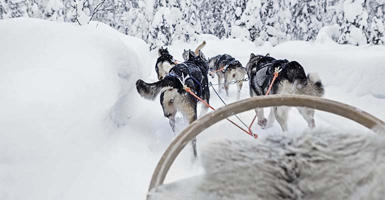 all you need is lapland