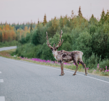 allemansrecht Scandinavië