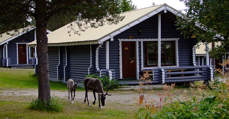 bezoek rendierboerderij in Lapland