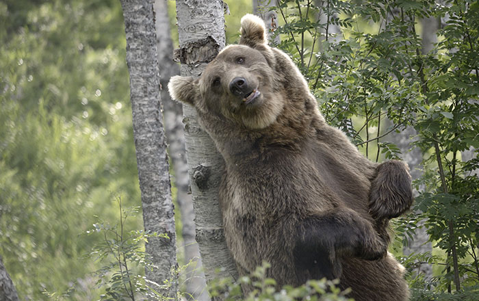 ranua zoo finland