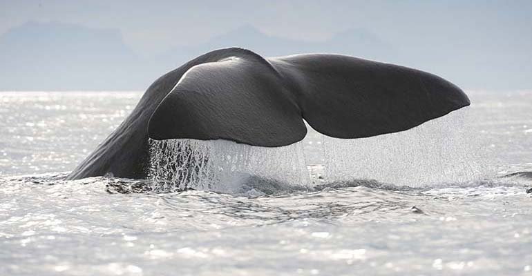 walvissen vesteralen noorwegen